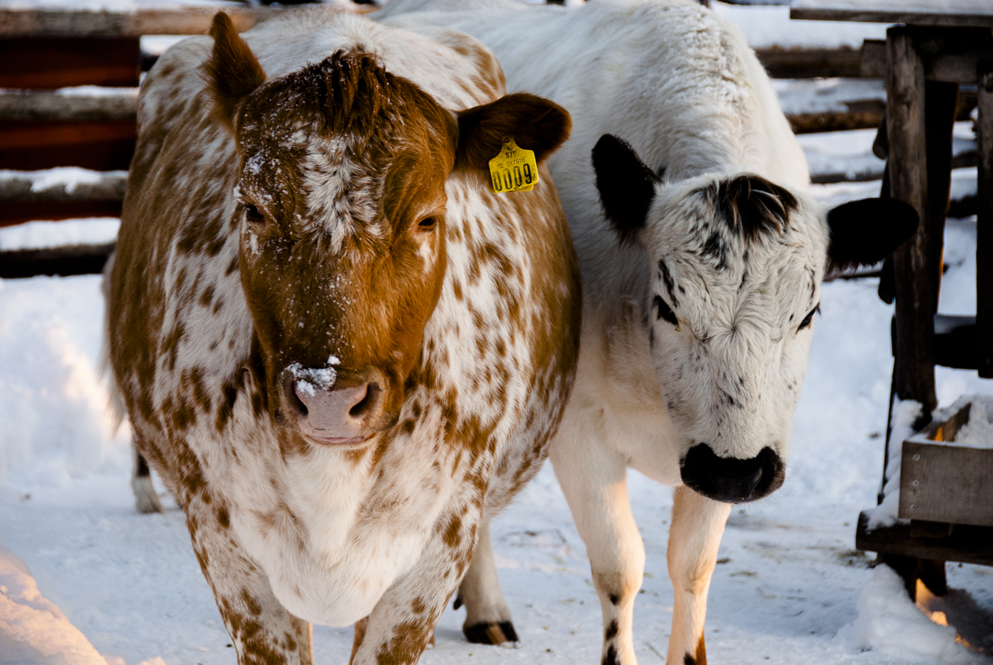 Stockholm, Sweden cattle in winter
