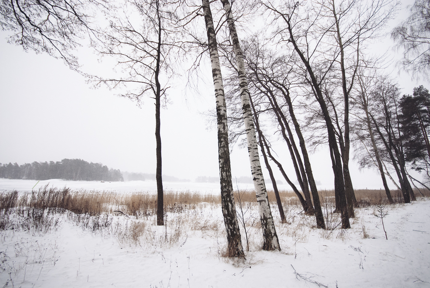 Matinkylä, Finland winter birch trees