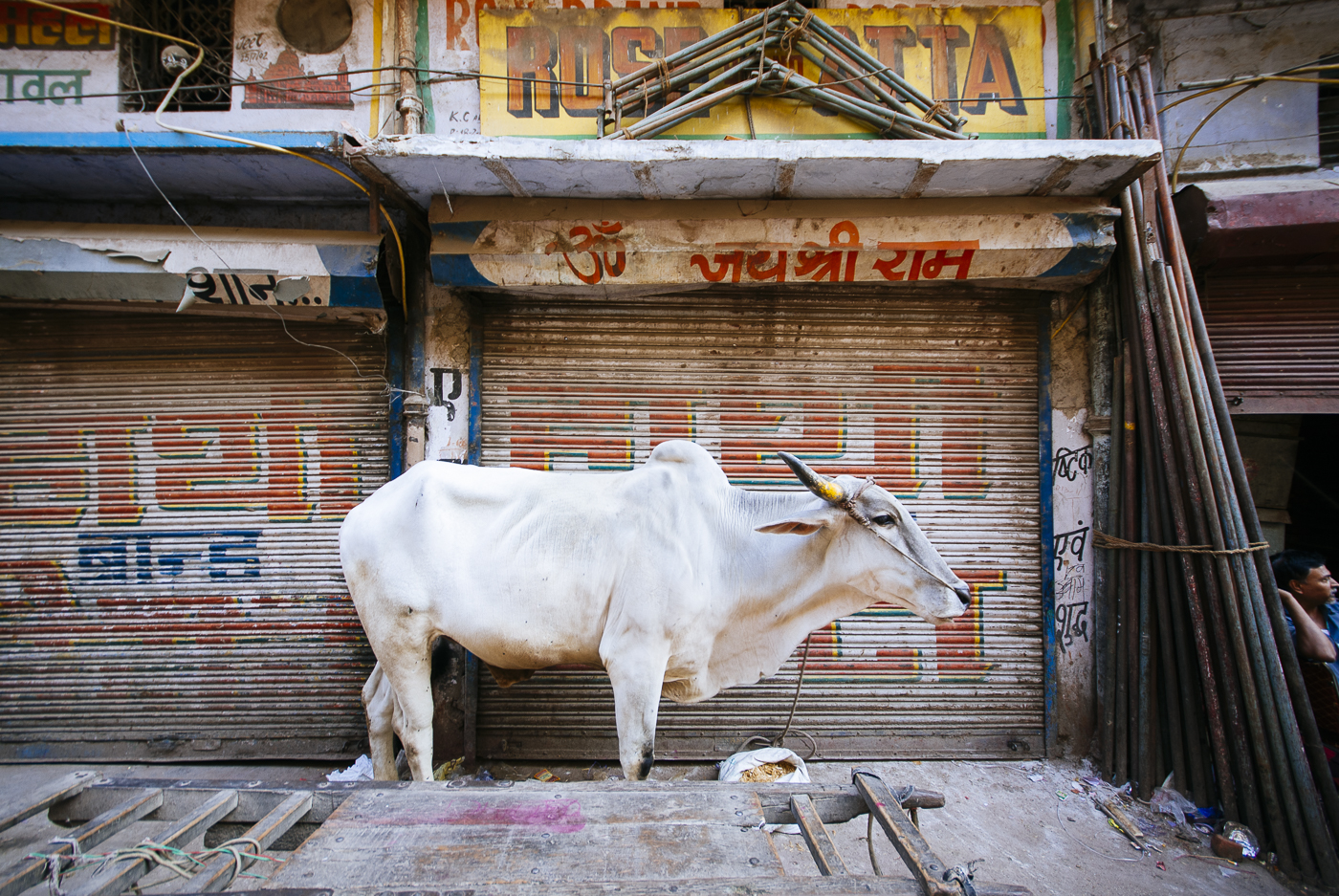 New Delhi, India, Cow